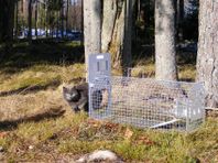 Lotin Katt Fälla