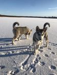 Alaskan Malamute 15v